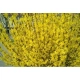 FORSYCJA żółte słońce w ogrodzie - sadzonki 40 / 60 cm